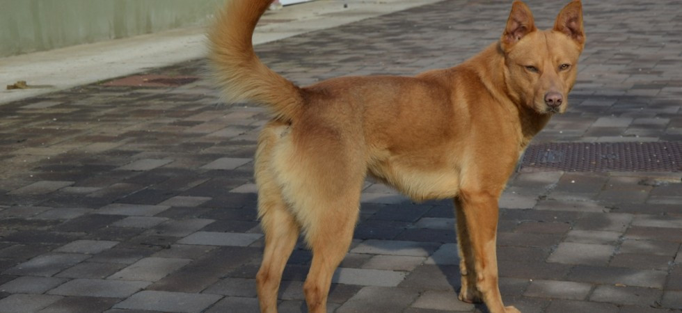 Coronavirus, se il cane fugge si può uscire a cercarlo, ma serve il documento (qui l'allegato)